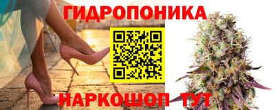 кокс Аша